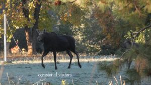 a moose wandering through foliage