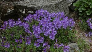 a cluster of purple wildflowers against a rock