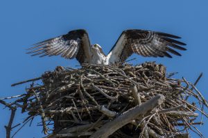 a wild osprey stretches its wings in a nest