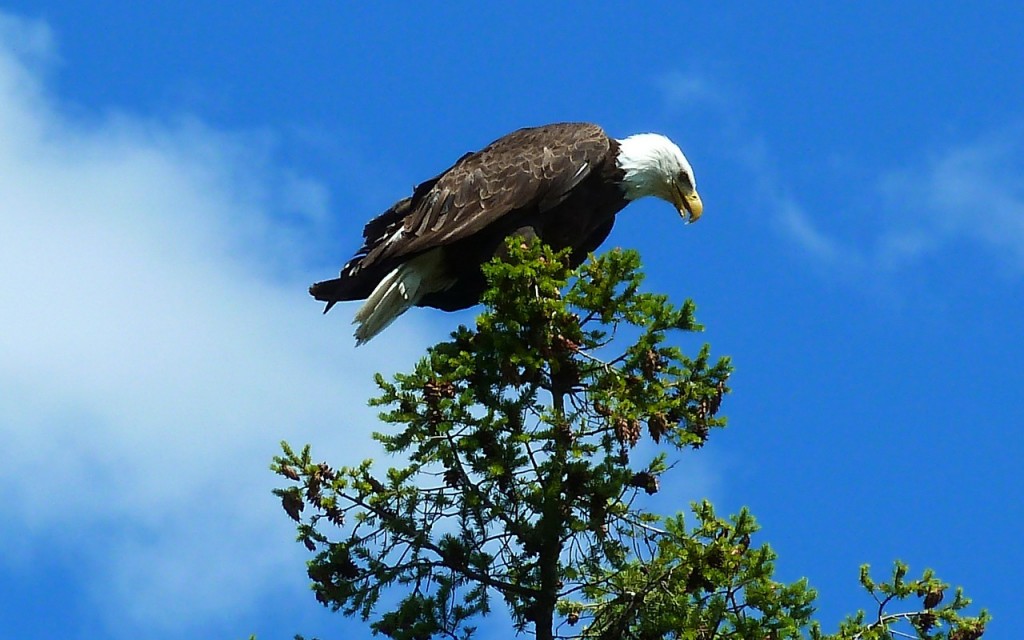 Lake CdA Scenic Byway eagles