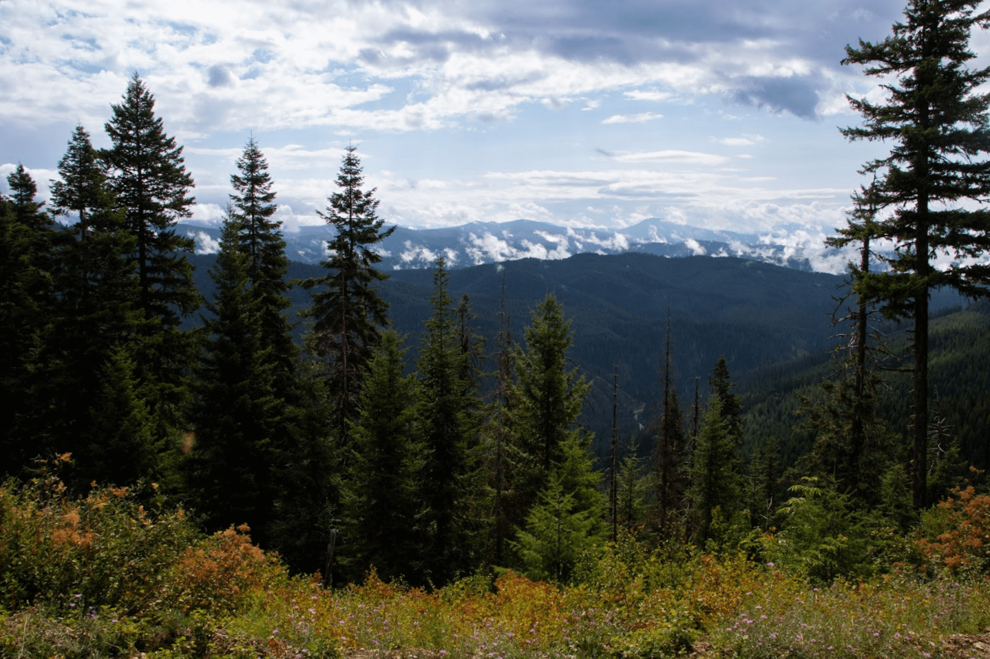 A hill covered in tall grass overlooking a forest of trees and a mountain range in the distance.