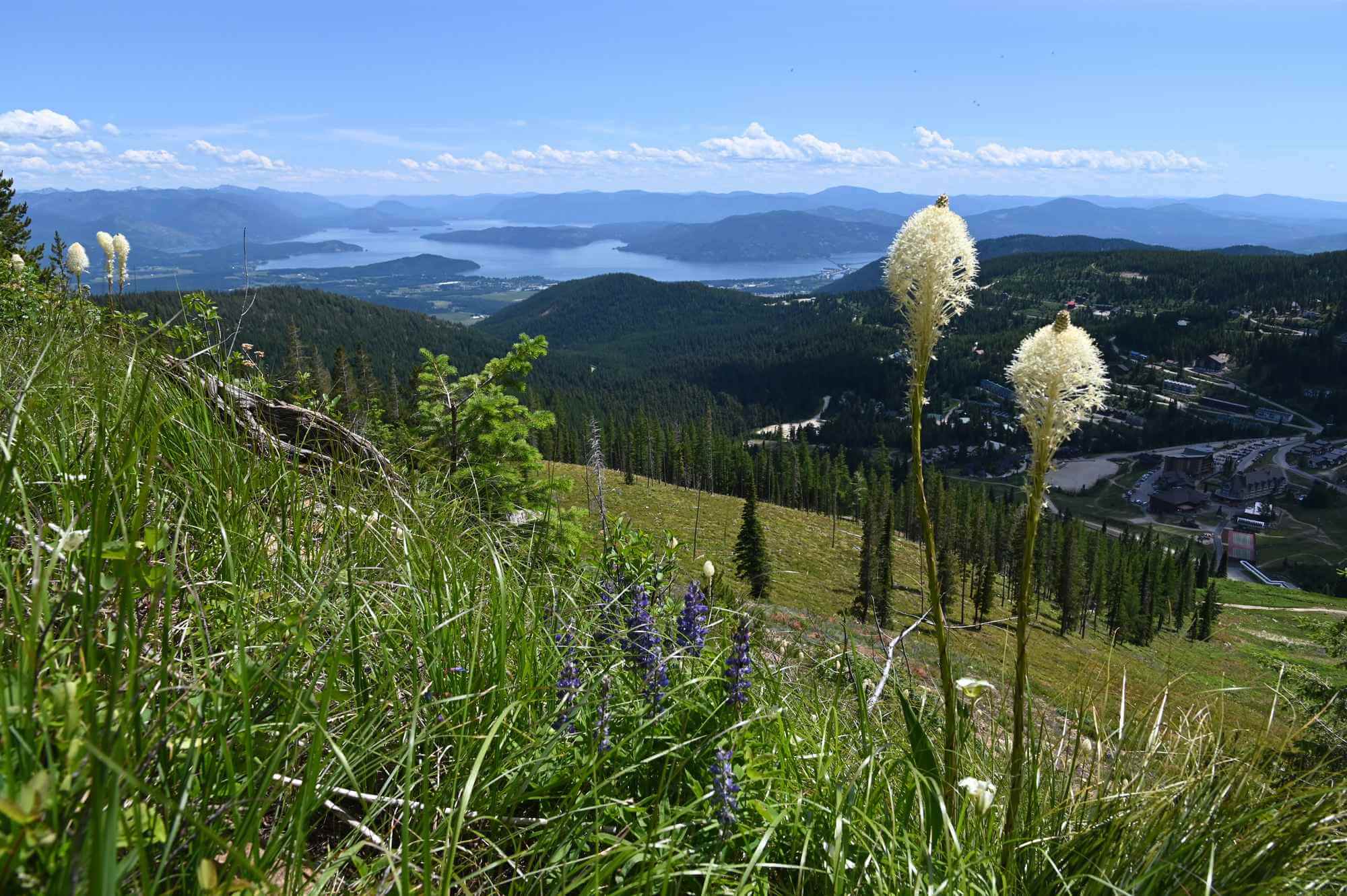 White flowers photographjed before a sweeping phoagraph of the vast and varied landscape that makes up Northern Idaho.